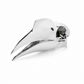 Wrinkled Hornbill Skull