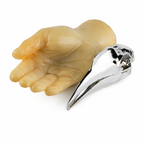 Wrinkled Hornbill Skull