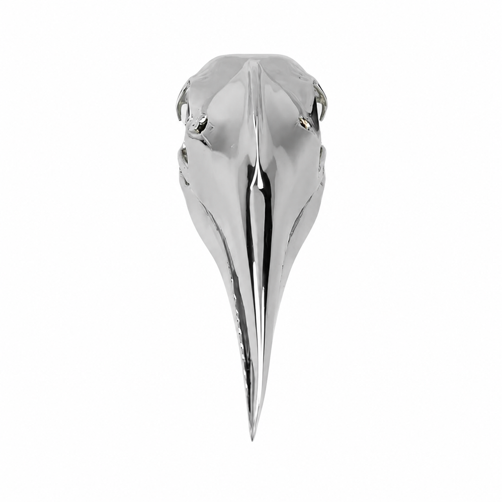 Wrinkled Hornbill Skull