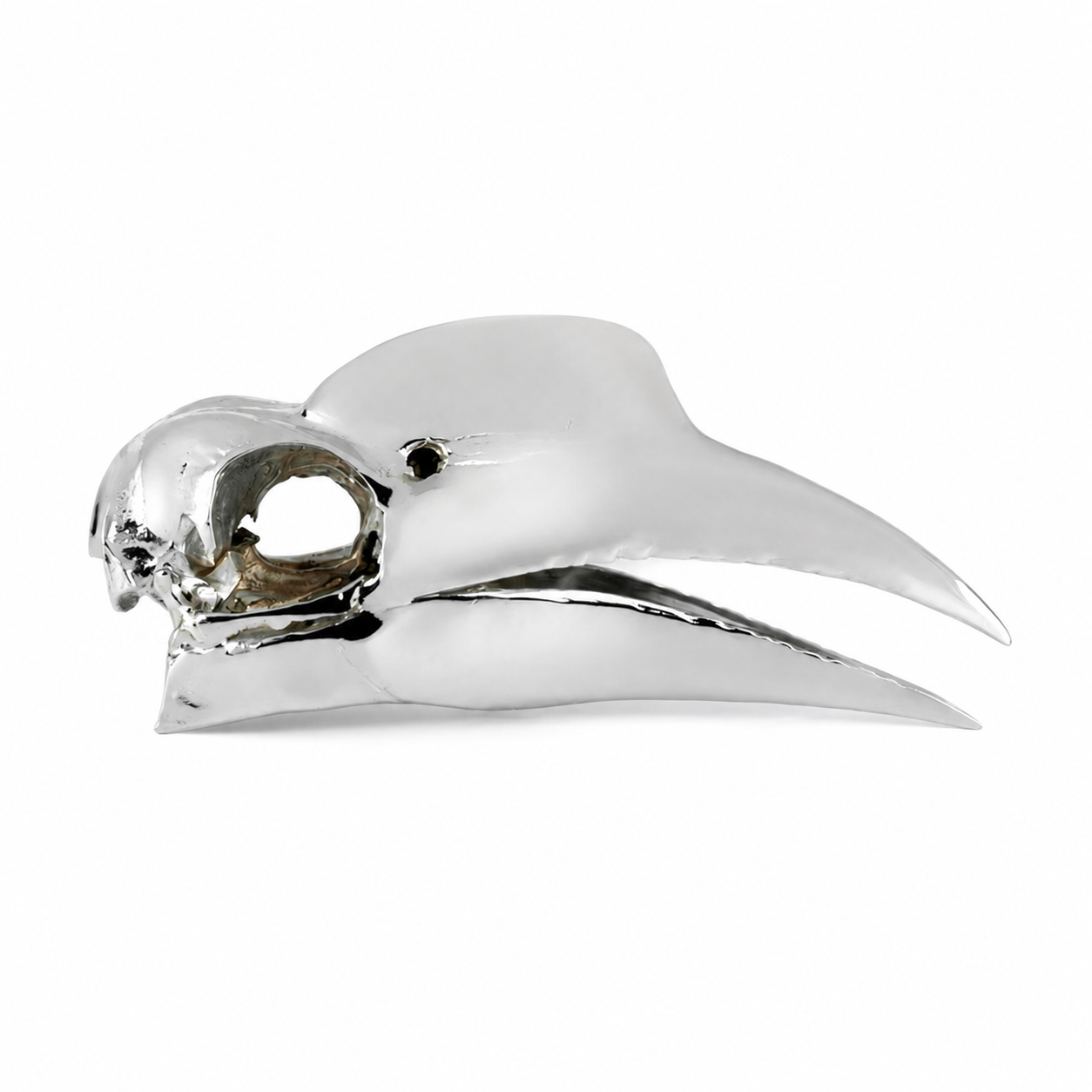 Wrinkled Hornbill Skull