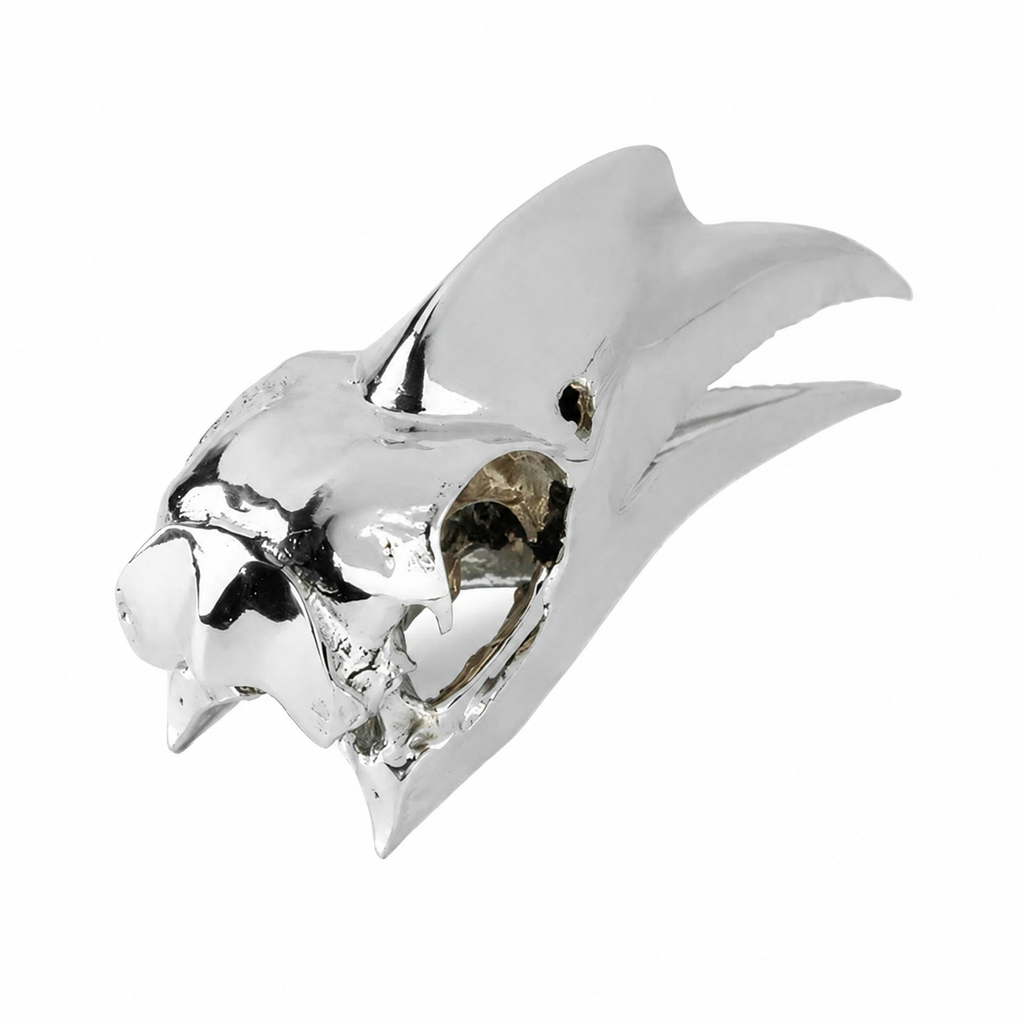 Wrinkled Hornbill Skull