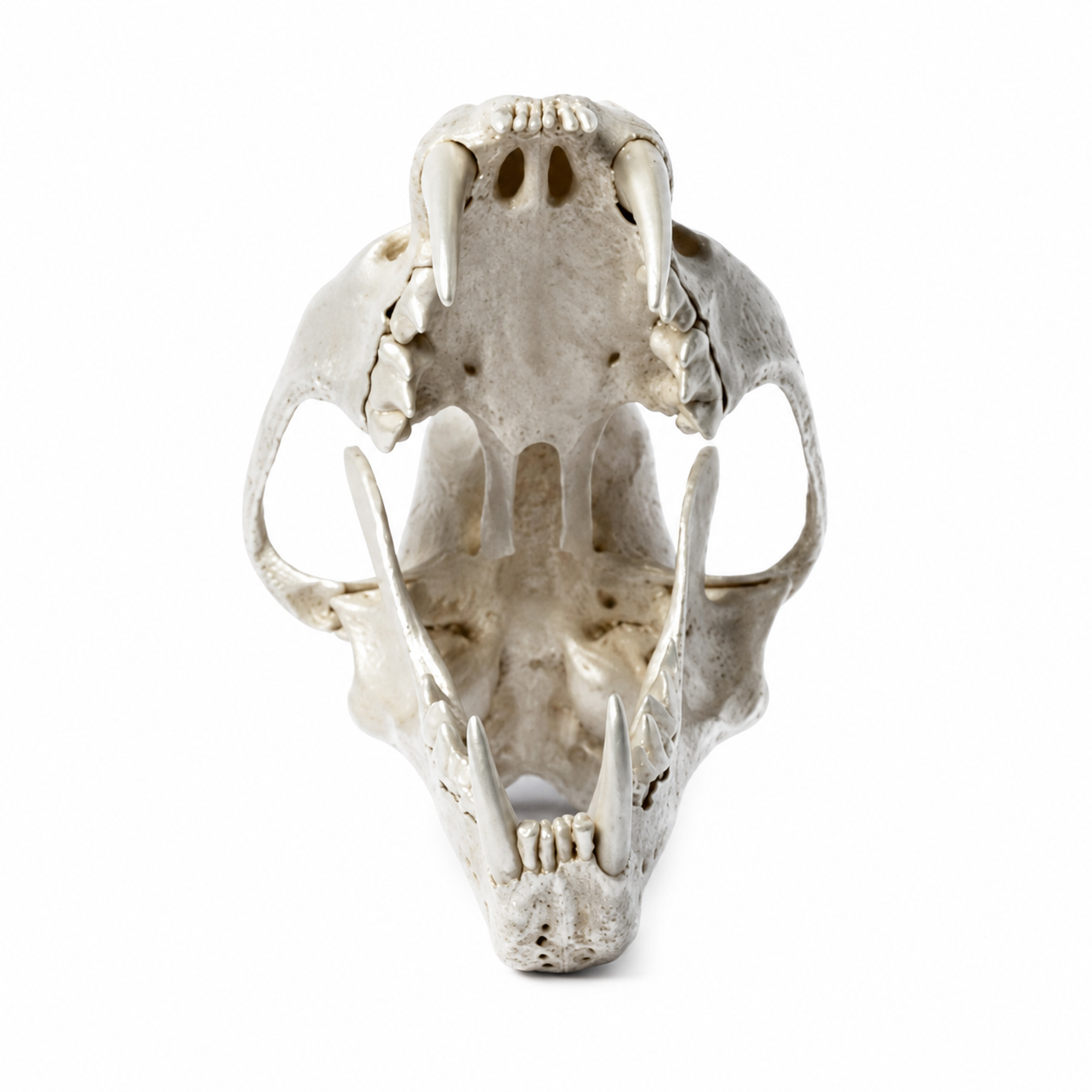 Leopard Var Held Aggression Skull