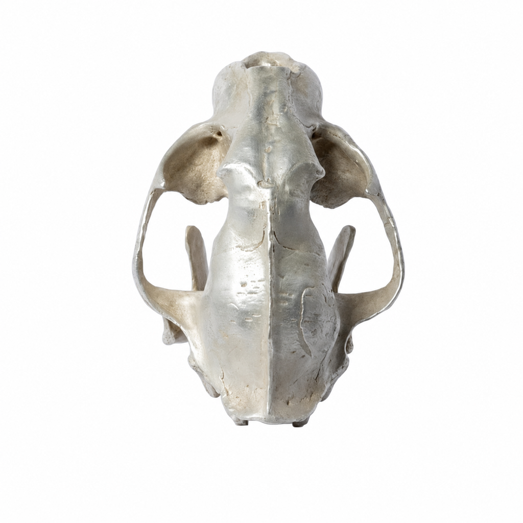 Leopard Var Held Aggression Skull