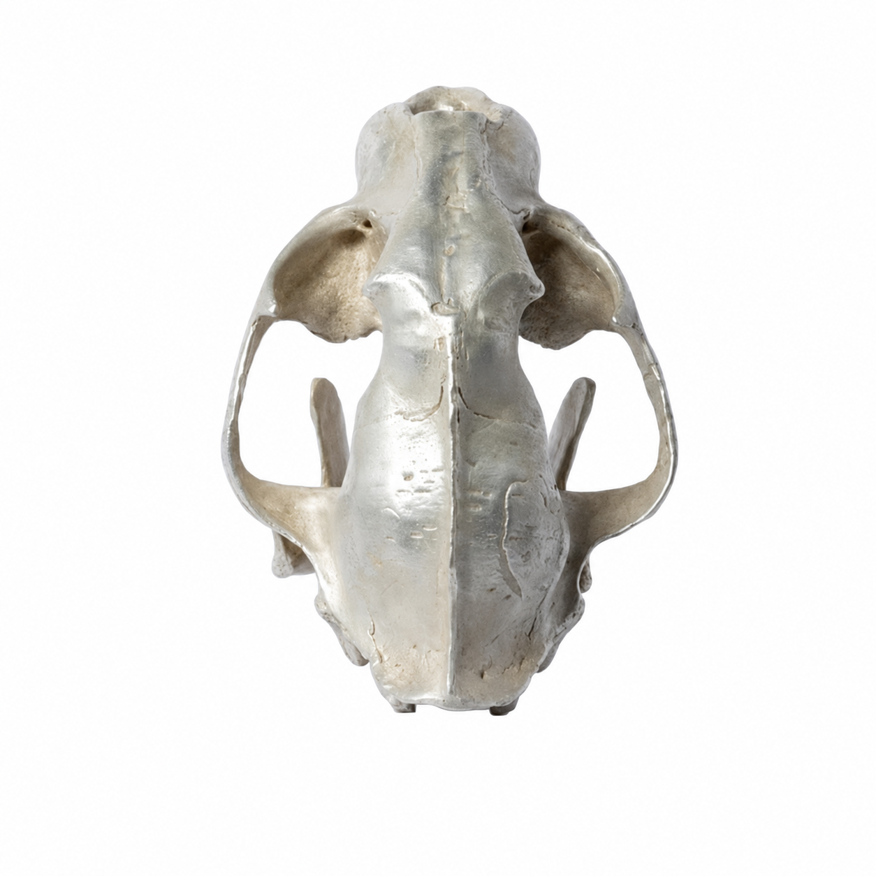 Leopard Var Held Aggression Skull