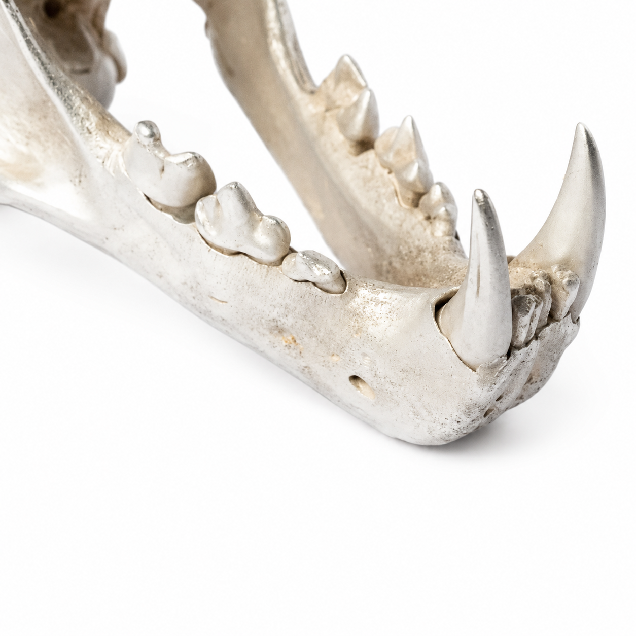 Leopard Var Held Aggression Skull