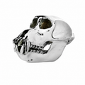 Monkey Skull V3