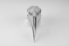 Wrinkled Hornbill Skull