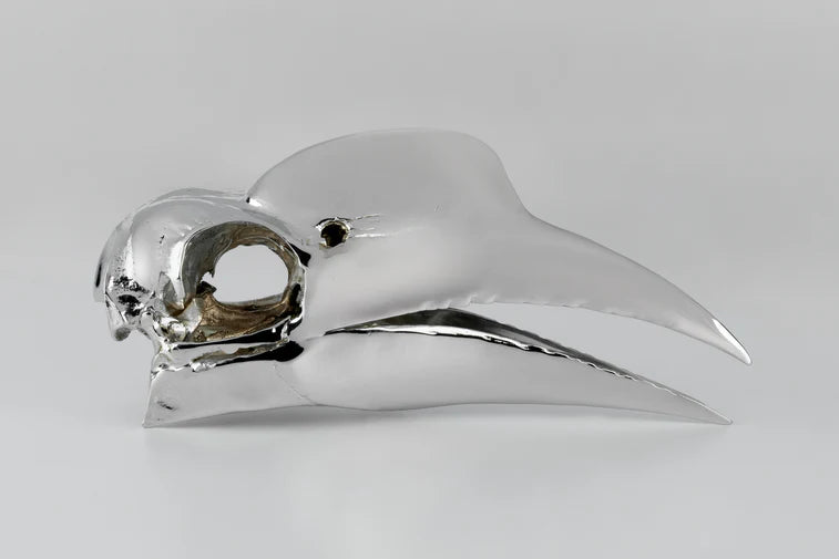 Wrinkled Hornbill Skull