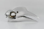 Wrinkled Hornbill Skull