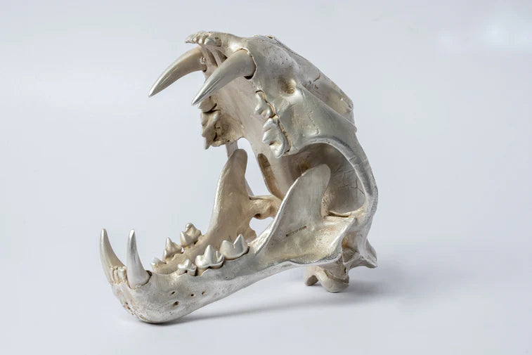 Leopard Var Held Aggression Skull