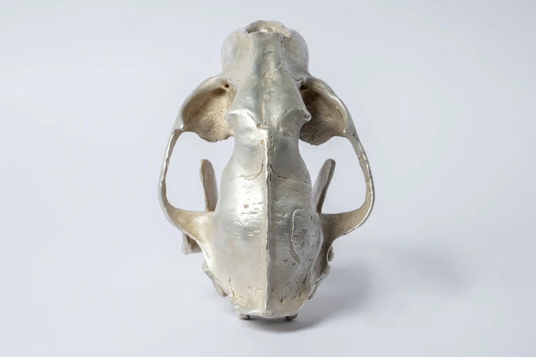 Leopard Var Held Aggression Skull