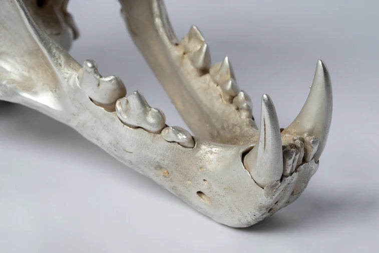 Leopard Var Held Aggression Skull