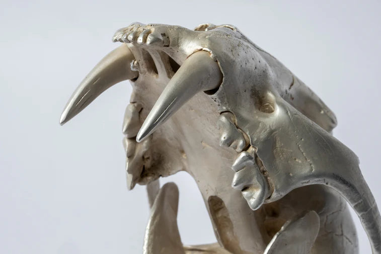 Leopard Var Held Aggression Skull