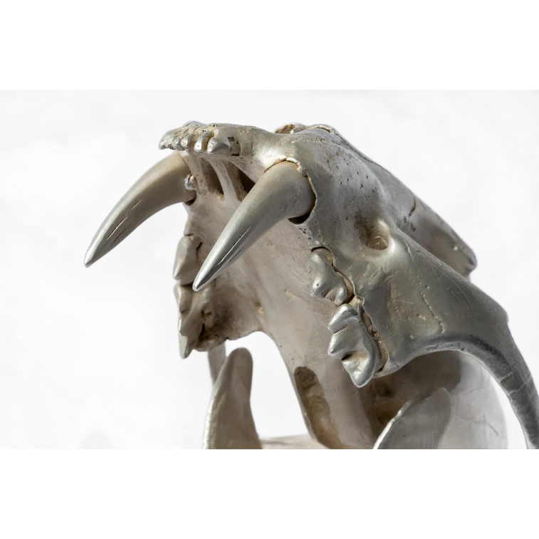 Leopard Var Held Aggression Skull