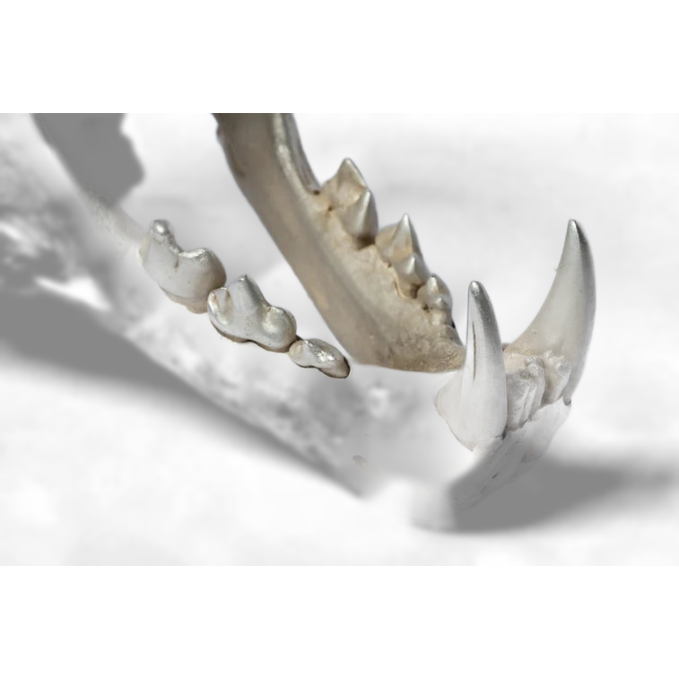 Leopard Var Held Aggression Skull