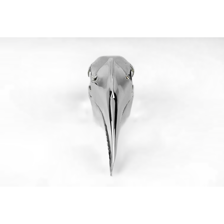 Wrinkled Hornbill Skull