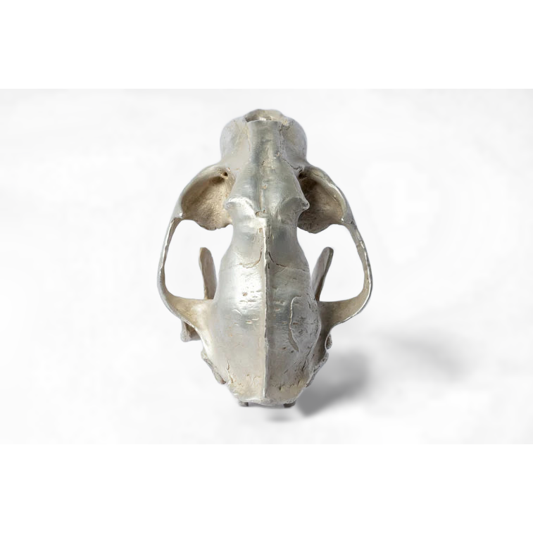 Leopard Var Held Aggression Skull