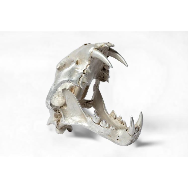 Leopard Var Held Aggression Skull