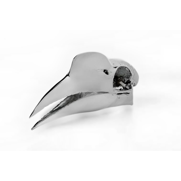 Wrinkled Hornbill Skull