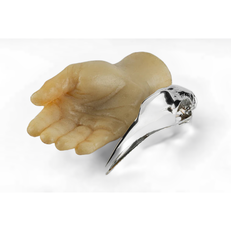 Wrinkled Hornbill Skull