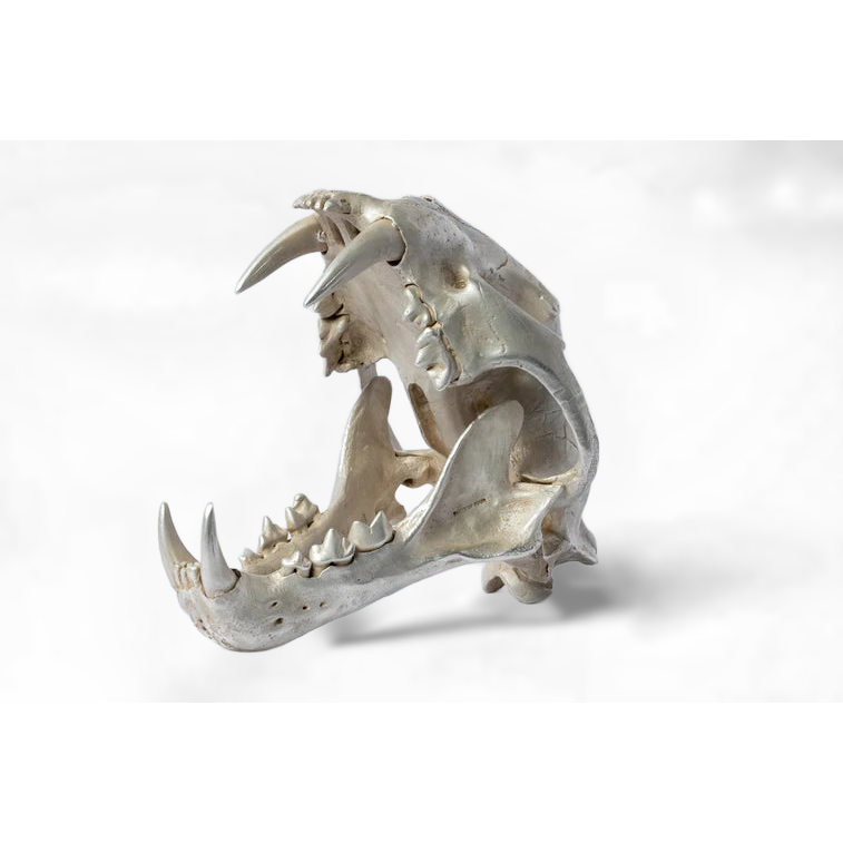 Leopard Var Held Aggression Skull