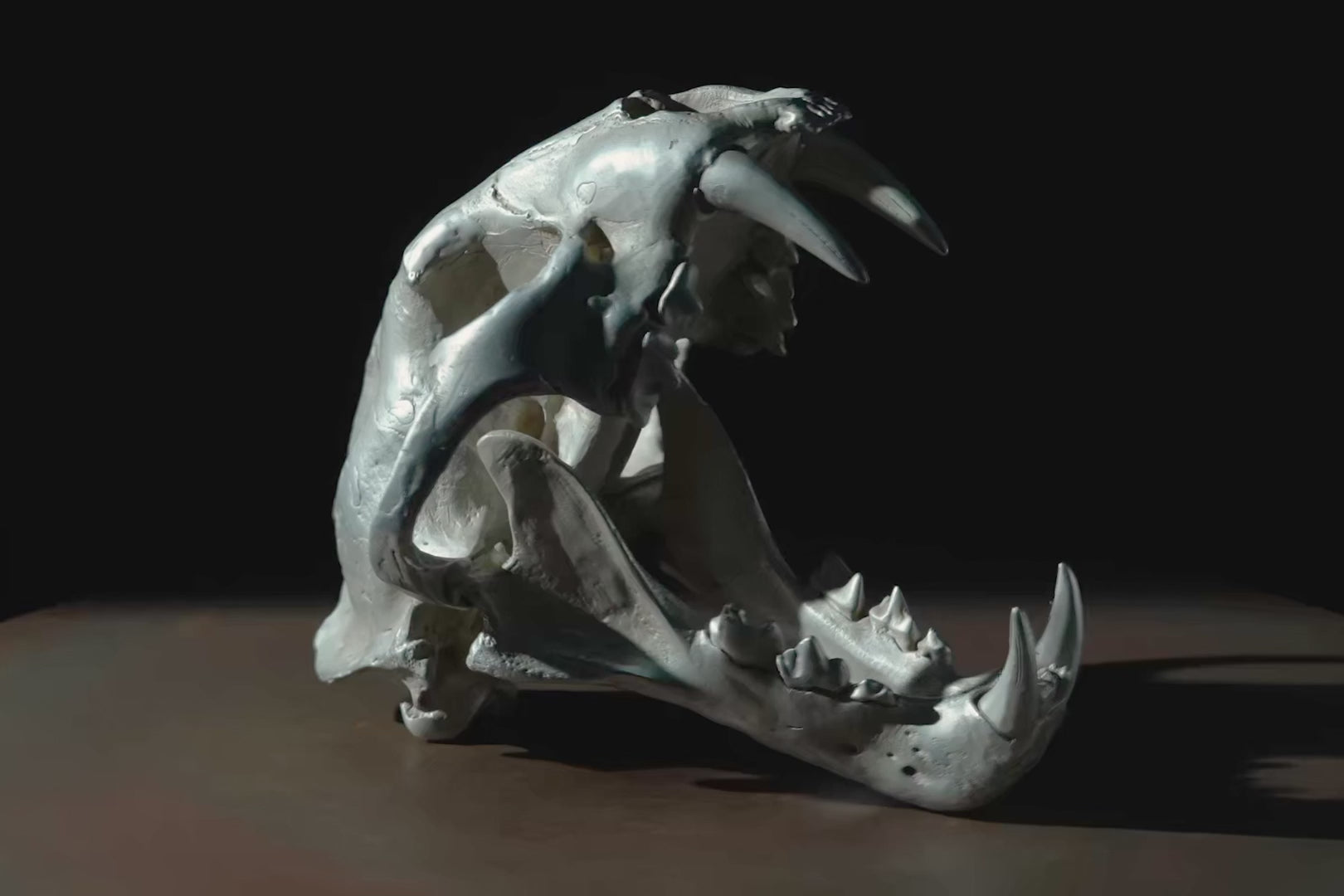 Leopard Var Held Aggression Skull